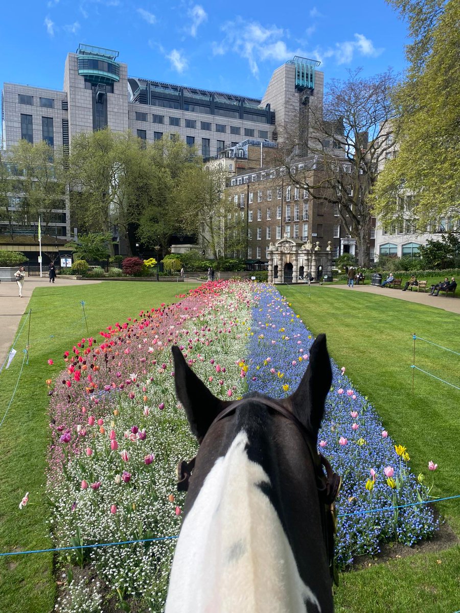 On our way into the City and had to stop to admire the amazing blooms in Victoria Embankment Gardens. @CityWestminster CP325