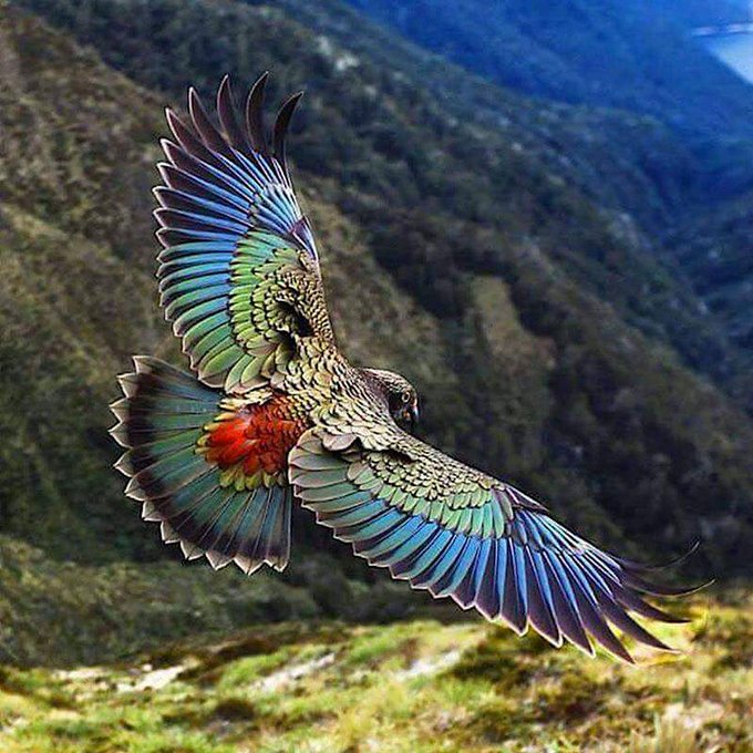 The kea is a large parrot found in the South Island of New Zealand. It has mostly olive-green plumage with orange feathers on the undersides of its wings, but some of the outer wing are dull-blue. [📷 Élise Fournier]