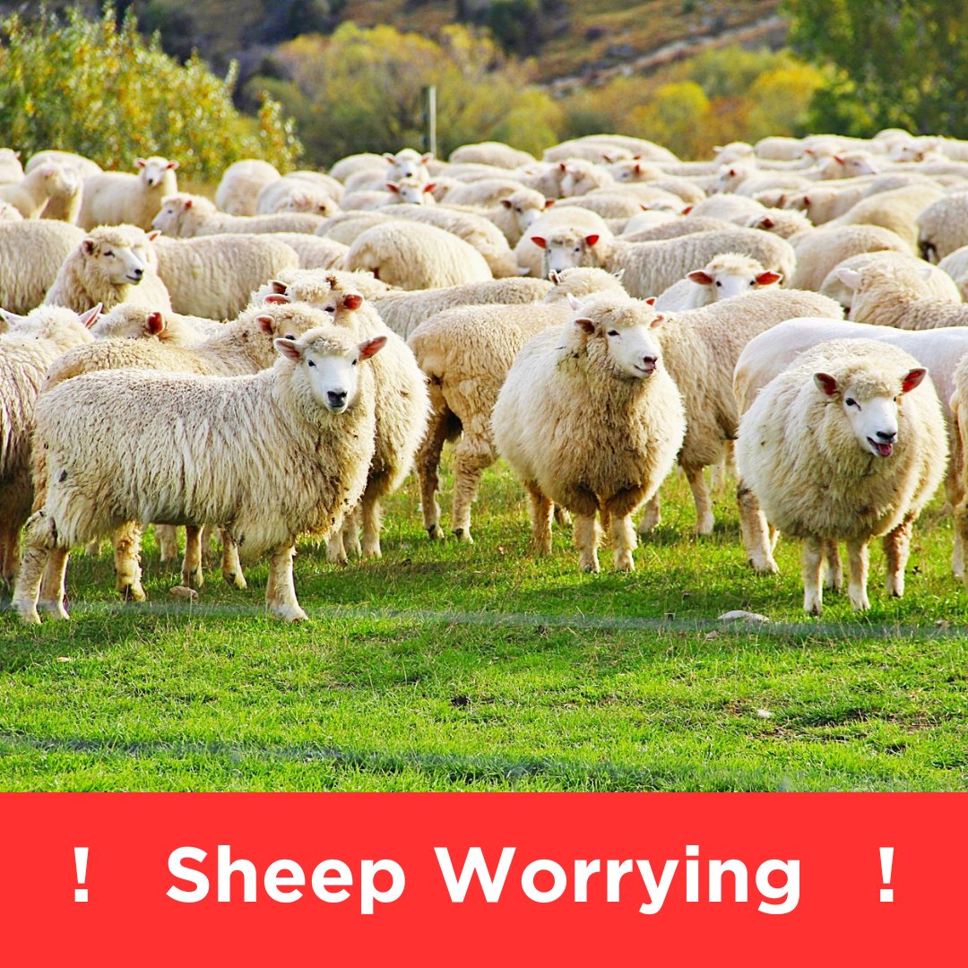 The improving Spring weather brings with it the challenge of the public walking their dogs across our fields. Visit the NSA website sheepworrying.org.uk to find out how you can prevent attacks and what you can or should do if they happen. #kingshay #farming #livestock #sheep