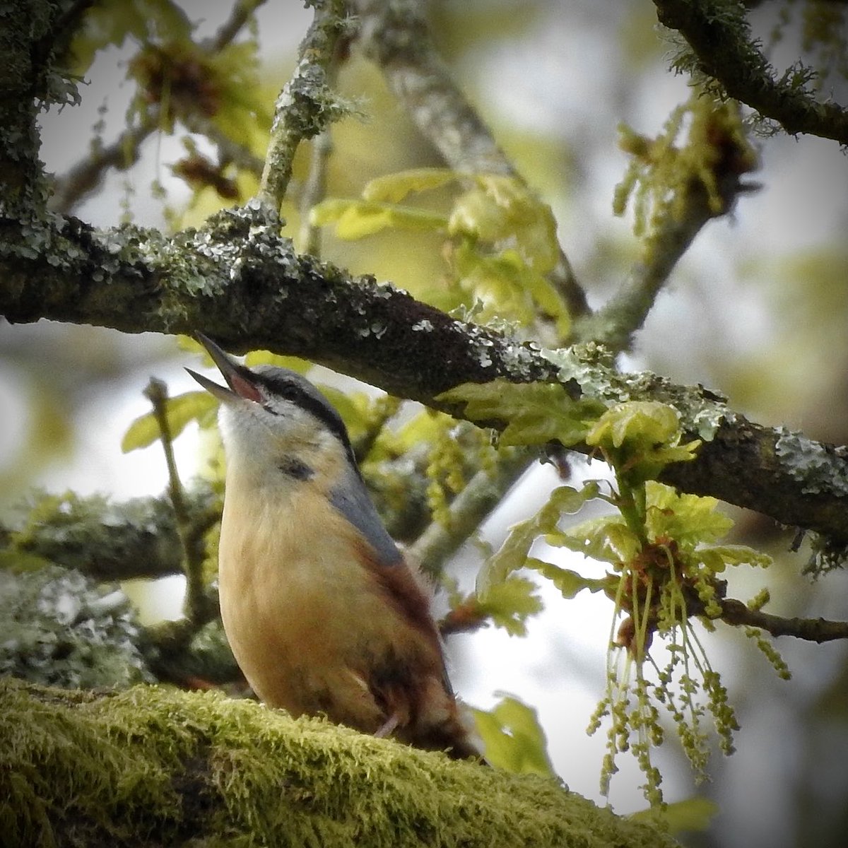 I hear you, pal #Sittaeuropaea