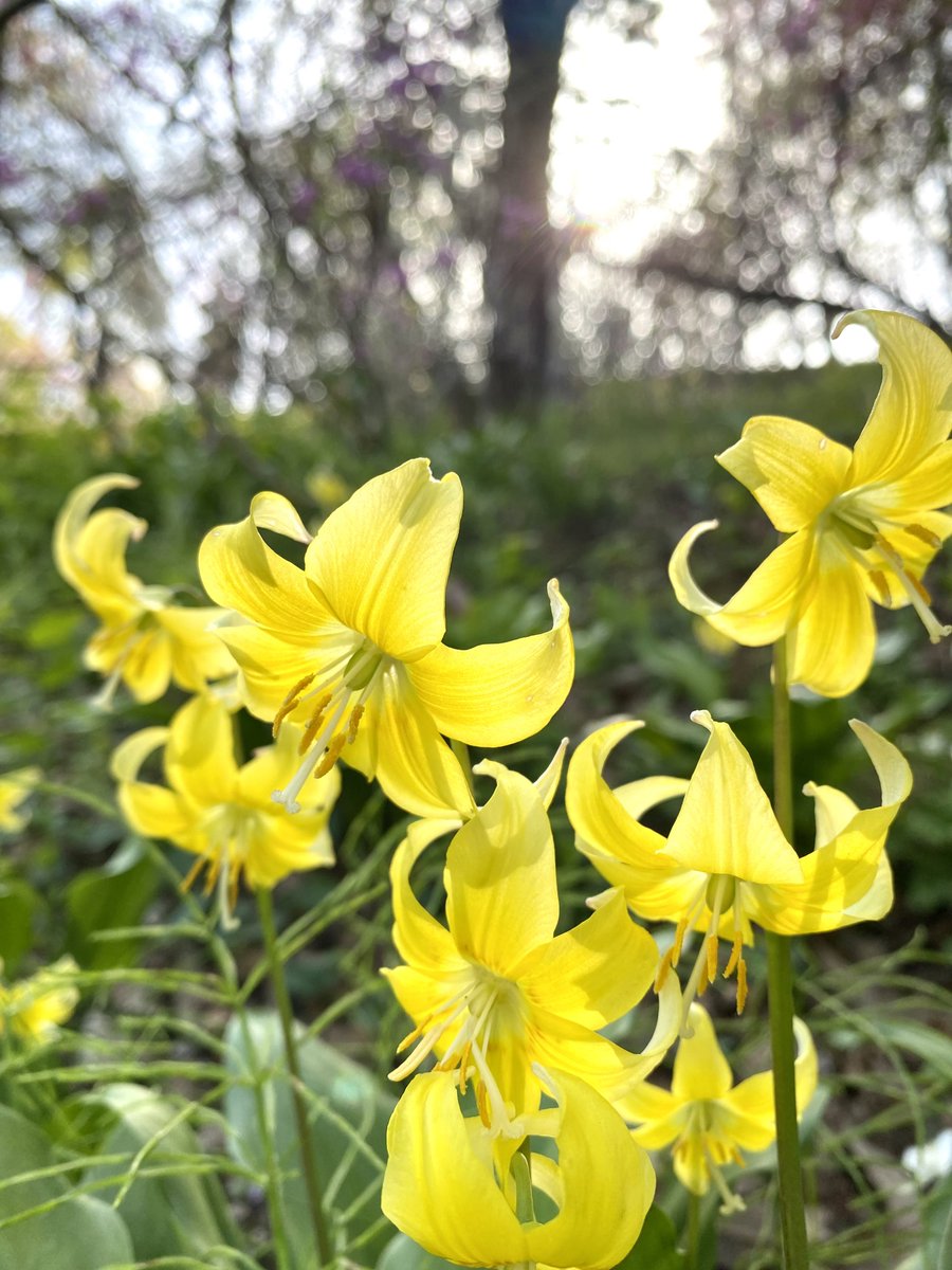 こんばんは🙇‍♂️ 今日も一日お疲れ様でした🙇‍♂️ 今日も一日に感謝して🙏 急な天気の変化や黄砂に注意 日頃の体調管理をしっかりと 安全と健康第一 I wish for a peaceful world🕊️ 旅先の思い出✨ 元気色のカタクリさん達🤗💛