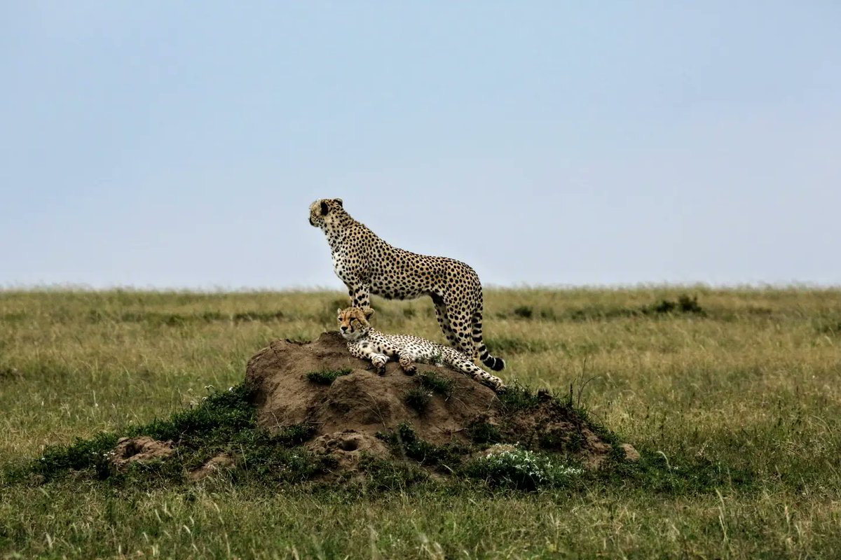 Serengeti Cheetah (@serengeticheeta) on Twitter photo DM1217FC capturing the Serengeti's soul with her cub, every gaze a story, every moment a masterpiece. #cheetahswemonitor <a href="/SarahMDurant/">Prof Sarah Durant</a> <a href="/hmk_oneill/">Dr Helen O'Neill</a> <a href="/AnneWHilborn/">Anne Hilborn</a> <a href="/OfficialZSL/">ZSL</a> <a href="/CCIAfrica/">Africa Range Wide Cheetah Conservation Initiative</a> <a href="/MunisiKelvin/">kelvin munisi</a> <a href="/denzminja271/">Dennis</a> DM1217FC capturing the Serengeti's soul with her cub, every gaze a story, every moment a masterpiece. #cheetahswemonitor <a href="/SarahMDurant/">Prof Sarah Durant</a> <a href="/hmk_oneill/">Dr Helen O'Neill</a> <a href="/AnneWHilborn/">Anne Hilborn</a> <a href="/OfficialZSL/">ZSL</a> <a href="/CCIAfrica/">Africa Range Wide Cheetah Conservation Initiative</a> <a href="/MunisiKelvin/">kelvin munisi</a> <a href="/denzminja271/">Dennis</a>