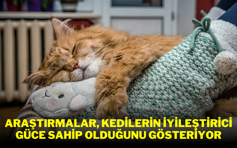 Birçok kedici, kedilerin şifa güçlerine sahip olduğuna inanır. Bilimsel araştırmalar da bun inancın doğruluğunu kanıtlıyor. Kedilerimizin bize neden bu kadar iyi geldiğini bir de bilimsel veriler ışığında inceledik: bit.ly/4aY683O

#kedici