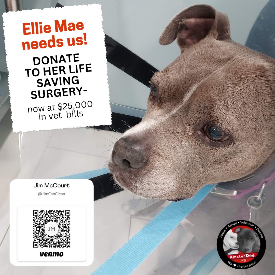 Alumna ELLIE MAE has been through so much & with her ❤️dad Jim, we know she can do anything. HELP ELLIE MAE FIGHT 💪 she is coming along after multiple surgeries & every donation matters 🙏 gofund.me/8ce773d6 #amsterdog #amsterdogrescue #help #donate #dog #vet #elliemae