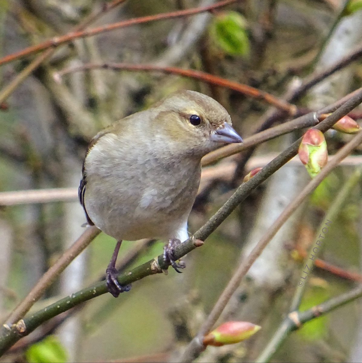 Lovely, inquisitive girl, #chaffinch.. She might be asking.. Have you got a #photo yet..😁 #nature #wildlife #birds #photography #birdwatching #birdphotography #BirdTwitter #birdtonic #WildlifeWednesday Have a lovely day.. Hope it's a sunny one.. #art #naturelovers .. ☀️🌱💛🕊