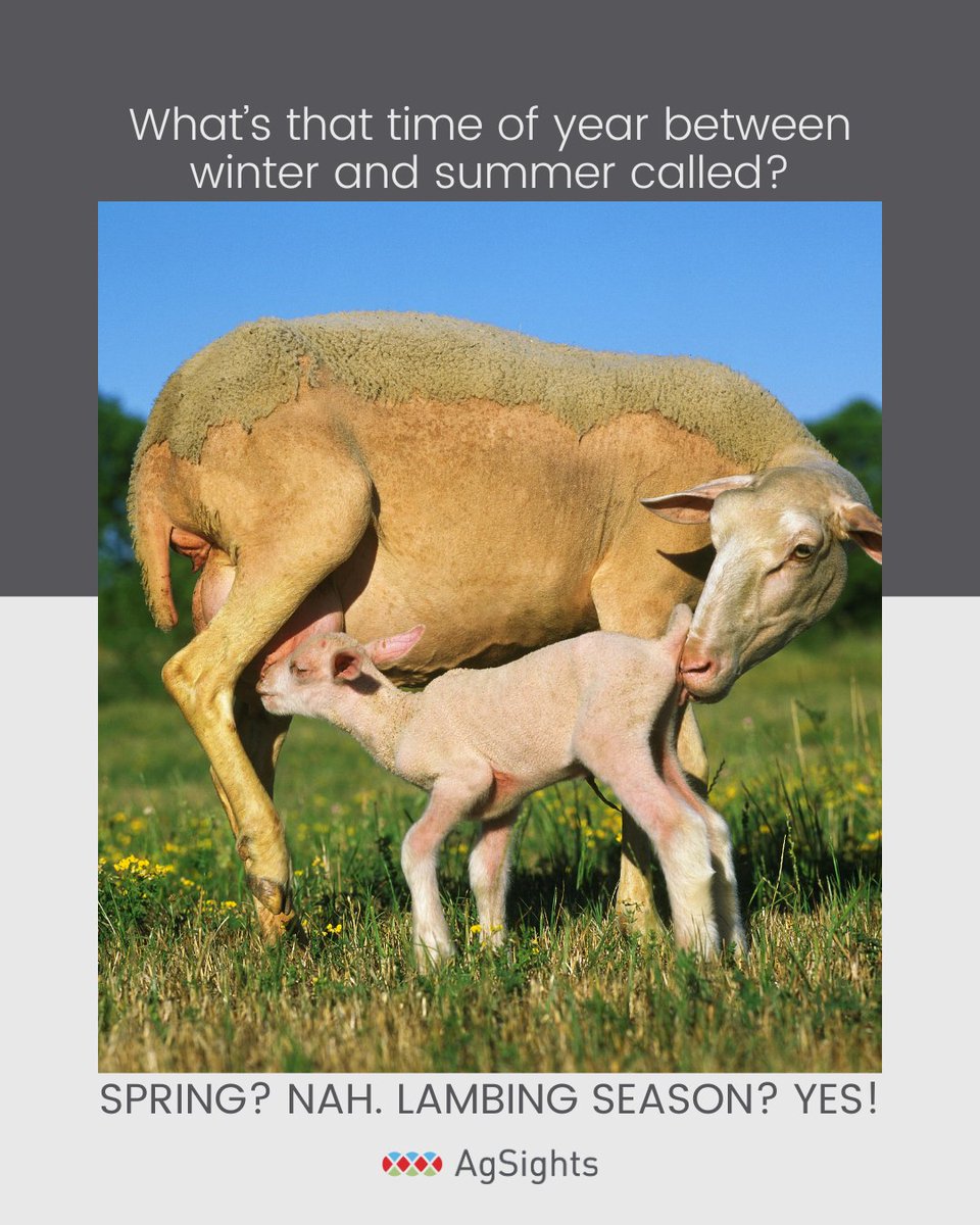 AgSights's tweet photo. What's spring? Never heard of it 🤣
What's keeping you busy this spring other than the events we mentioned?
#SpringontheFarm #BrandingSeason #LambingSeason #KiddingSeason #OntAg #FarmLife https://t.co/y1OUZjnPbv