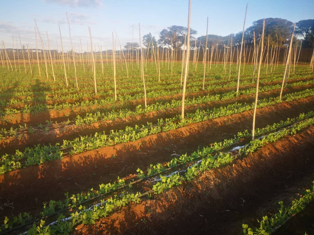 Root crops, Brassicas, Berry Fruits, each has its own needs, at EcoStim, we understand that. Our tailored biostimulant variants are fine-tuned to meet the unique requirements of different plant types, ensuring optimal growth and vitality. Let's cultivate a more resilient future.