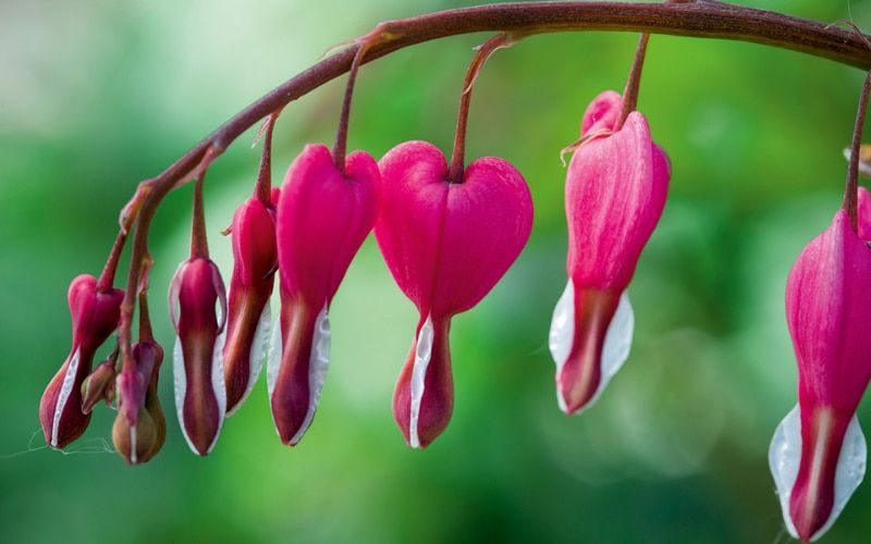 The arching stems of Dicentra drip with distinctive heart-shaped flowers in spring. Val Bourne explores Roger Brook’s National Collection and discovers the best varieties to grow. buff.ly/3vXOzBZ