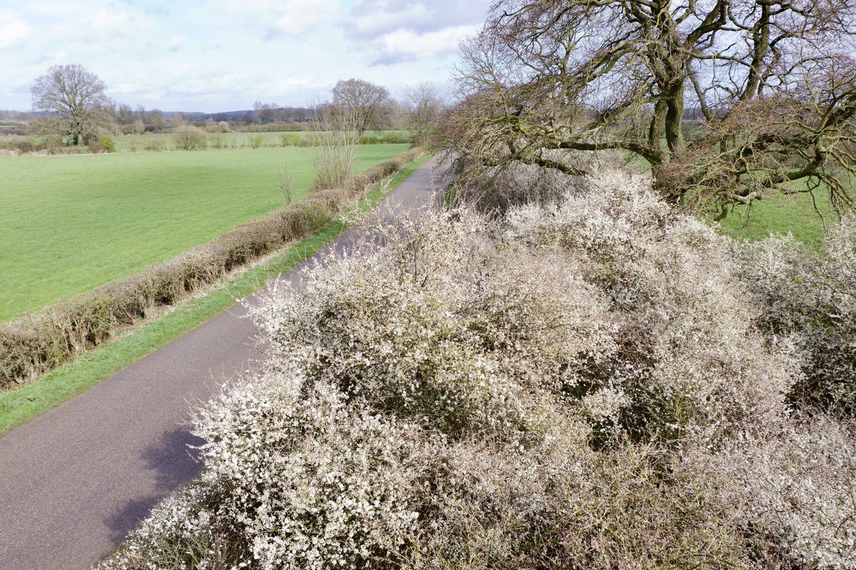 larsvanpeij's tweet photo. Op deze druilerige dag nog even een terugblik naar een maand geleden toen de sleedoorn bloei overweldigend wit was en de start van het broedseizoen was gegeven 🙂. @DeMaasheggen @VNC_Landschap  #maasheggen #sleedoorn https://t.co/pSILWCVhuG