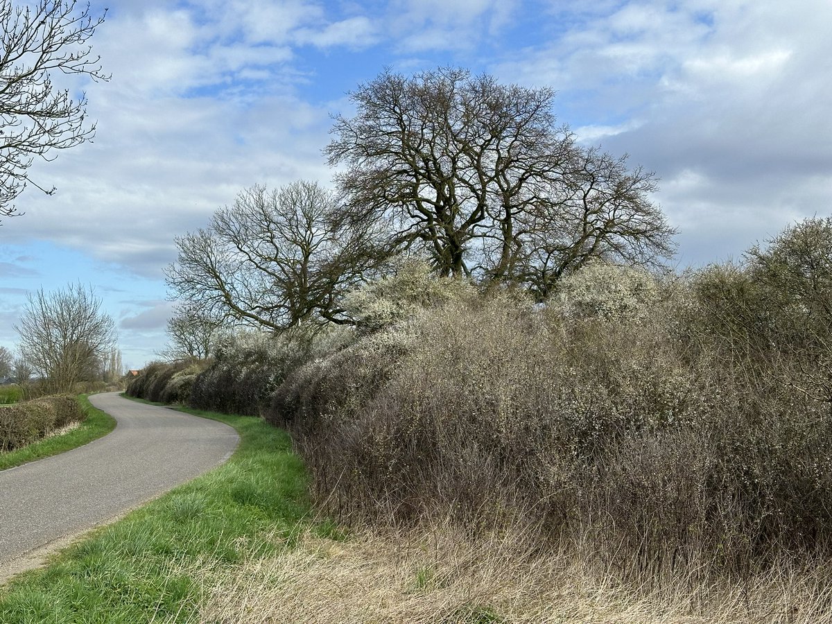larsvanpeij's tweet photo. Op deze druilerige dag nog even een terugblik naar een maand geleden toen de sleedoorn bloei overweldigend wit was en de start van het broedseizoen was gegeven 🙂. @DeMaasheggen @VNC_Landschap  #maasheggen #sleedoorn https://t.co/pSILWCVhuG