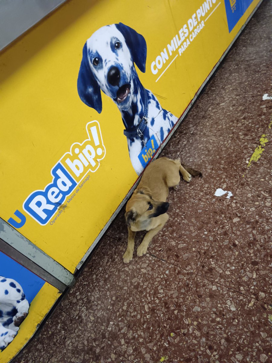 <a href="/metrodesantiago/">Metro de Santiago</a> perrito pequeño en estación lo Ovalle pidan alguna fundación que lo rescate o ayuda bien feo el actuar de la persona que trabaja para ustedes ese angelito lloraba de susto y ella lo correteaba a la calle <a href="/urrutia_sonia/">Sonia Urrutia</a> <a href="/Edrachile/">#FundacionEDRA</a> <a href="/PerrosPlazaHuem/">Perras Tuiteras🐾 Barrio Franklin 🇨🇱🐶🐱</a> dif🙏