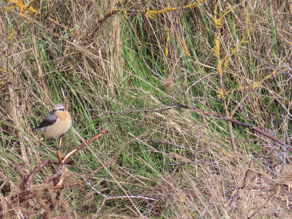 At long last, my first wheatear of 2024 - this bird on edge of Cleethorpes outer beach at 9am today. Keep 'em coming!