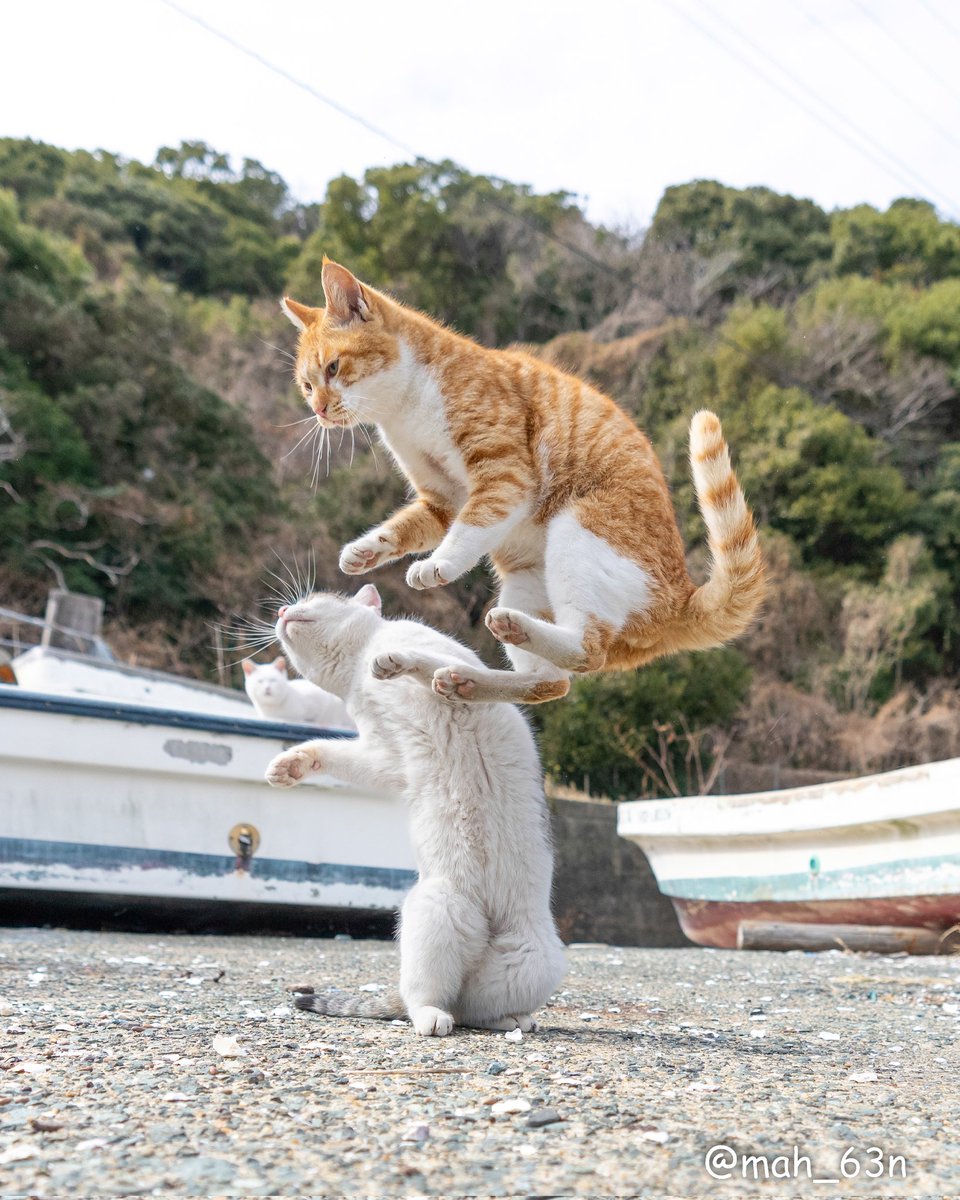 カンガルーキック🦘😼
#猫 #ねこ #猫写真 #cat
#東京カメラ部