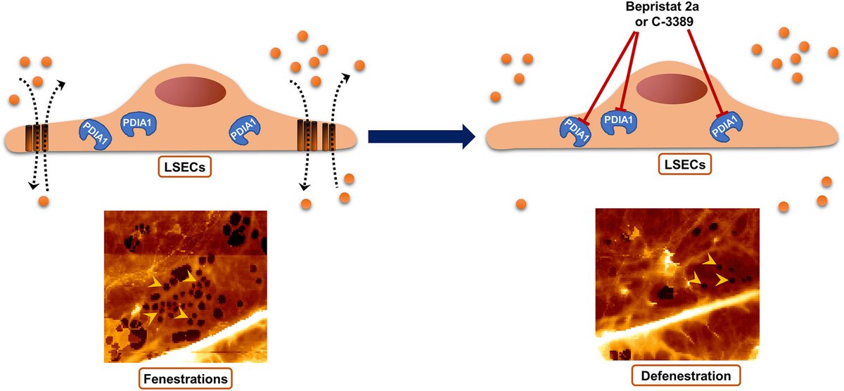 ZapotocznyBart's tweet photo. Dive into our latest research in @lekka_lab
! We discuss the role of Protein Disulfide Isomerase A1 (PDIA1) in #LSEC using #AFM. Discover how #PDIA1 influences #liver #fenestration dynamics, shedding light on potential therapeutic avenues. #LiverResearch https://t.co/bfCe0CCepT https://t.co/SZpwNq130v
