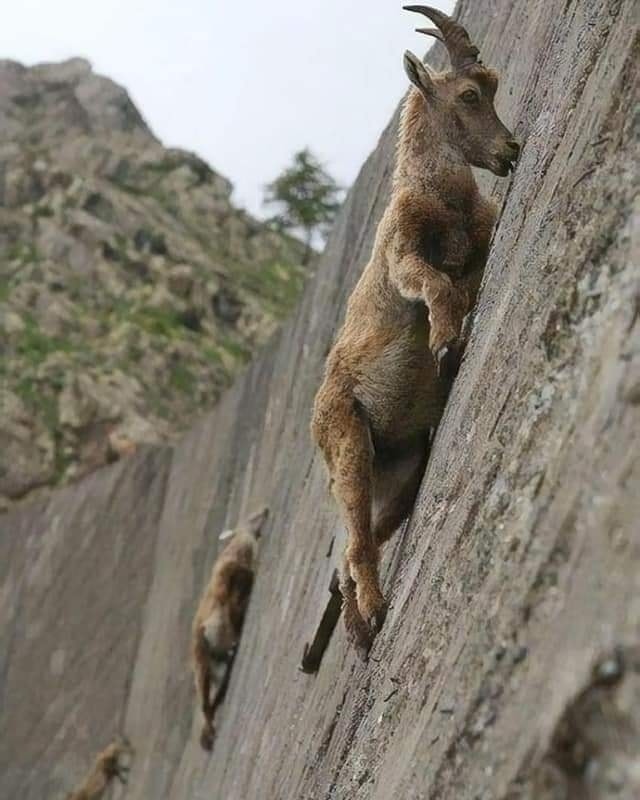 Mountain Goat – Amazing rock climbers. Defying gravity!🐐😳