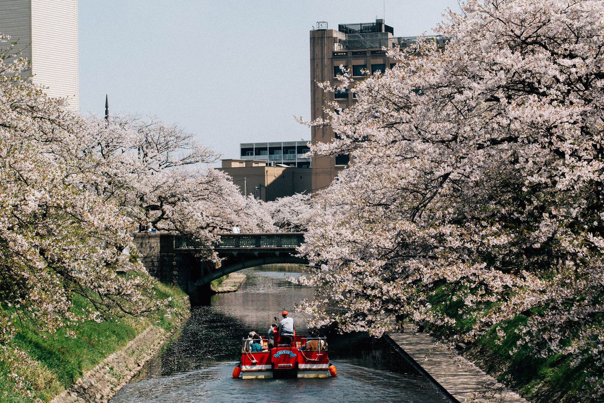 富山の春は息を呑むほど素晴らしかった。
#tokyocameraclub
#富山