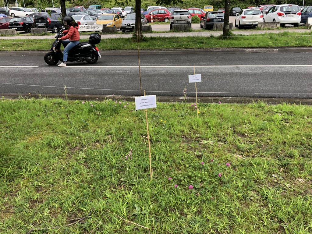 Unos vecinos con saber y amor a la botánica están poniendo estos cartelitos por el verde del barrio, pidiendo proteger las orquídeas silvestres. No valoramos suficiente a la gente anónima que hace pequeñas cosas y consigue mejorar un mundo detestable en la alta sociedad.