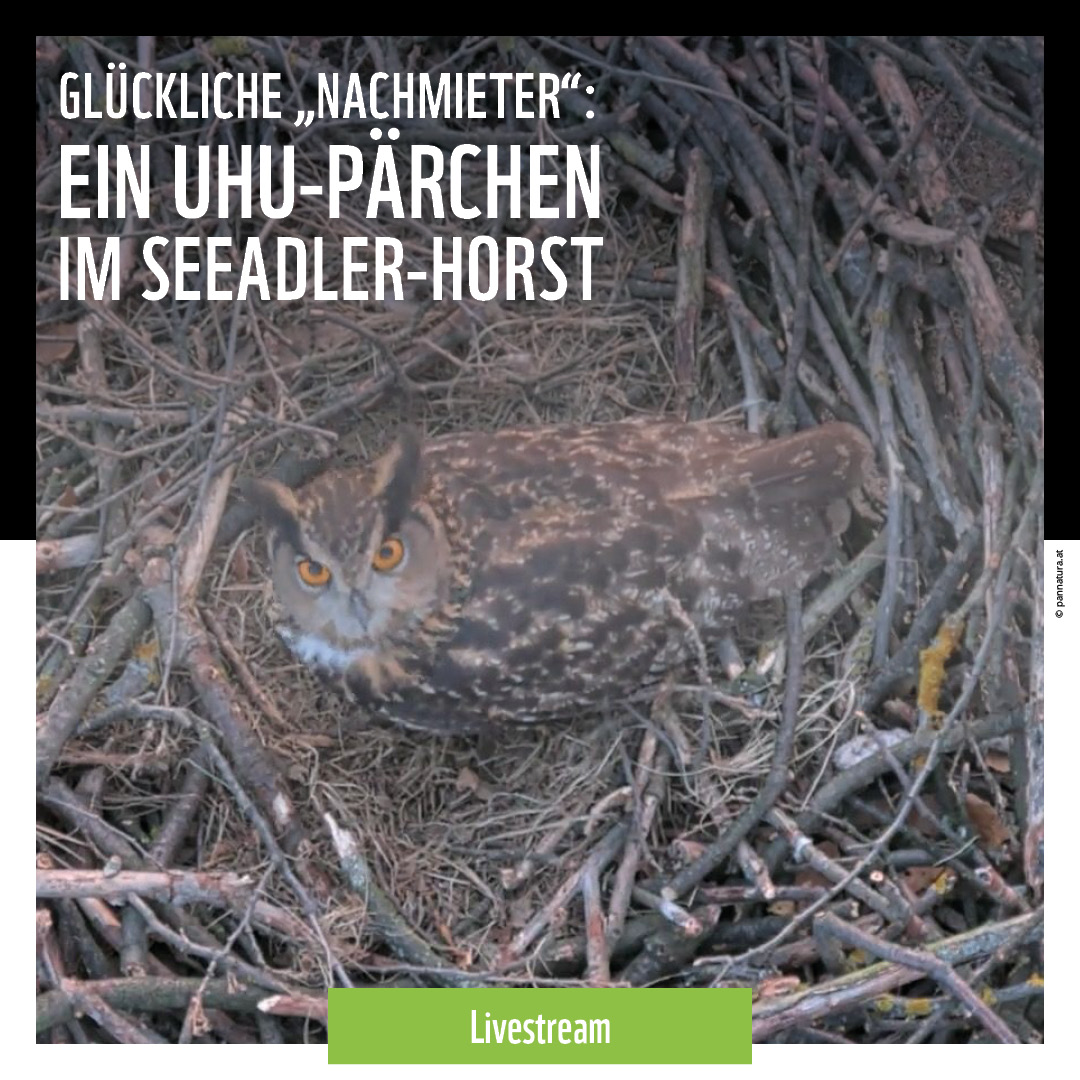 Hier fühlt sich jemand beobachtet. Aber keine Sorge, unsere Nestkamera stört nicht. 😉 Schaut rein in unseren UHUnglaublichen Livestream 🎥: pannatura.at/wildimbild/