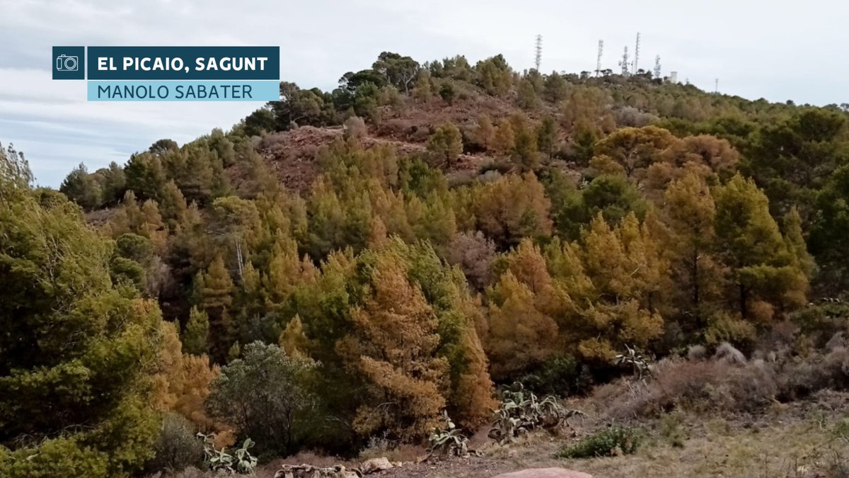 apuntoratge's tweet photo. El bosc es mor. La sequera en alguns punts del Camp de Morvedre i l'Horta Nord és realment preocupant. Arbres morts i altres que moriran si no plou les pròximes setmanes. Fotos del Picaio (Sagunt), fetes per Manolo Sabater.

Les dades de pluviometria de la zona són excepcionals:

👉Sagunt/Racó de Gausa: 
59 l/m² els últims 6 mesos
166 l/m² l'any 2023
Dades d'@avamet. La pluja mitjana a Sagunt d'acord amb @AEMET_CValencia és d'uns 470 l/m².

👉Puçol/Urb. Alfinach:
56 l/m² els últims 6 mesos
198 l/m² l'any 2023
Dades d'@avamet. La pluja mitjana a Puçol d'acord amb @AEMET_CValencia és d'uns 438 l/m².