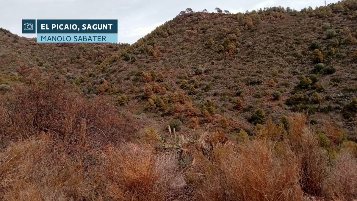 apuntoratge's tweet photo. El bosc es mor. La sequera en alguns punts del Camp de Morvedre i l'Horta Nord és realment preocupant. Arbres morts i altres que moriran si no plou les pròximes setmanes. Fotos del Picaio (Sagunt), fetes per Manolo Sabater.

Les dades de pluviometria de la zona són excepcionals:

👉Sagunt/Racó de Gausa: 
59 l/m² els últims 6 mesos
166 l/m² l'any 2023
Dades d'@avamet. La pluja mitjana a Sagunt d'acord amb @AEMET_CValencia és d'uns 470 l/m².

👉Puçol/Urb. Alfinach:
56 l/m² els últims 6 mesos
198 l/m² l'any 2023
Dades d'@avamet. La pluja mitjana a Puçol d'acord amb @AEMET_CValencia és d'uns 438 l/m².