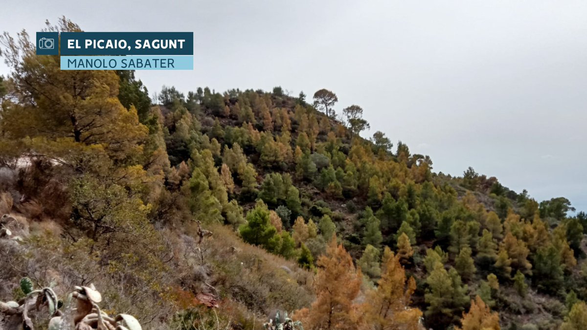 El bosc es mor. La sequera en alguns punts del Camp de Morvedre i l'Horta Nord és realment preocupant. Arbres morts i altres que moriran si no plou les pròximes setmanes. Fotos del Picaio (Sagunt), fetes per Manolo Sabater. Les dades de pluviometria de la zona són excepcionals:…