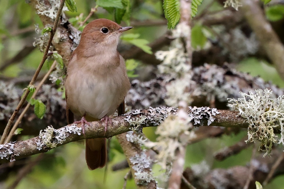 Final set of Fingringhoe Nightingales...........honest!!