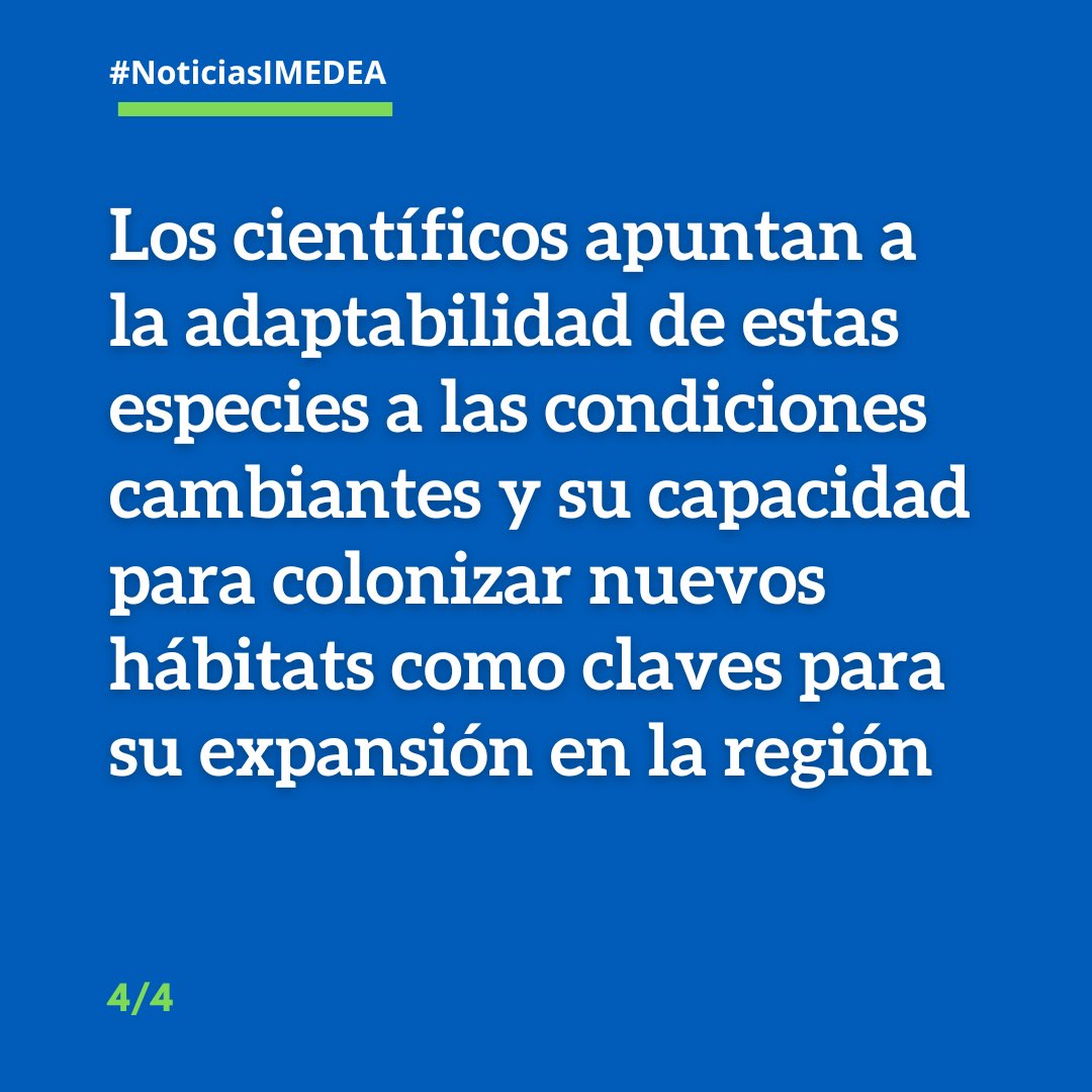 Un estudio internacional liderado por el IMEDEA(CSIC-UIB) revela que las macroalgas tropicales están proliferando en el Mediterráneo a una velocidad sin precedentes. Lee la noticia completa bit.ly/4d01GmQ #Mediterráneo #CambioClimático #Investigación #newpaper