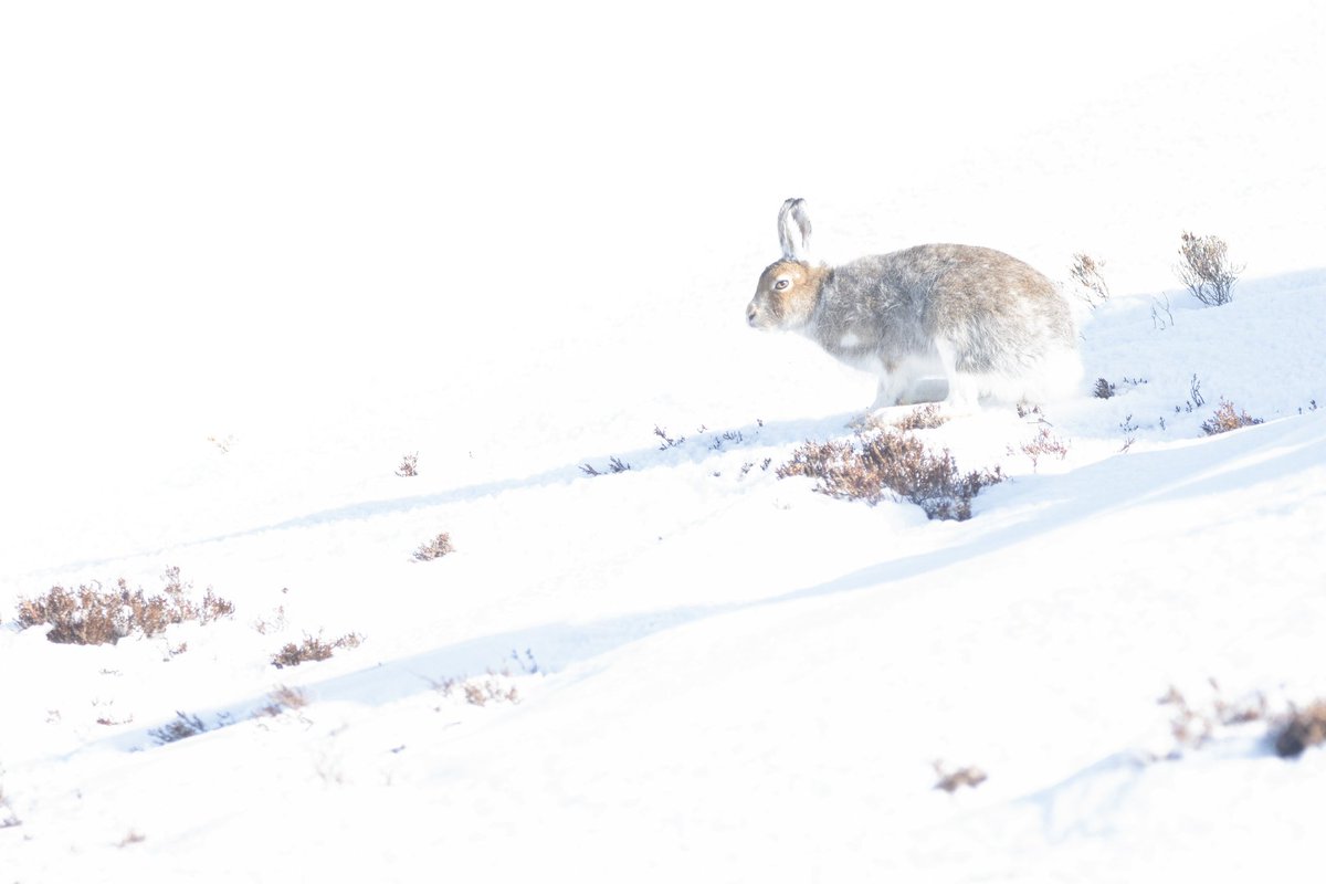 A lovely afternoon the other day spent up in the mountains with this lovely fella a mountain hare! (Lepus timidus)
.
.
#wildlifephotography #wildlife #WildlifeWednesday #mountain #scotland