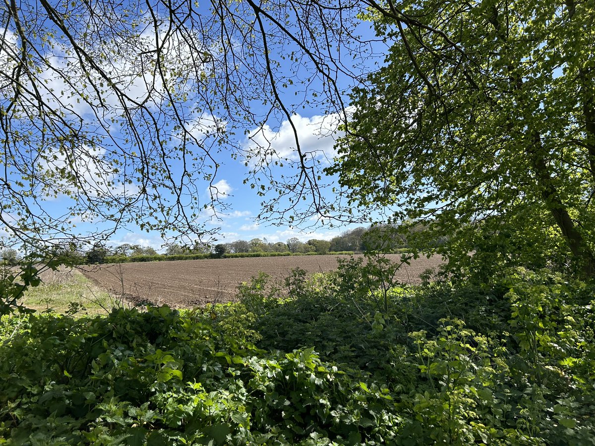 My street in Norfolk suddenly looking very lush and the fields have been freshly ploughed. Teaming with wildlife. Zero evidence of cataclysmic climate failure here. What’s it like where you live?