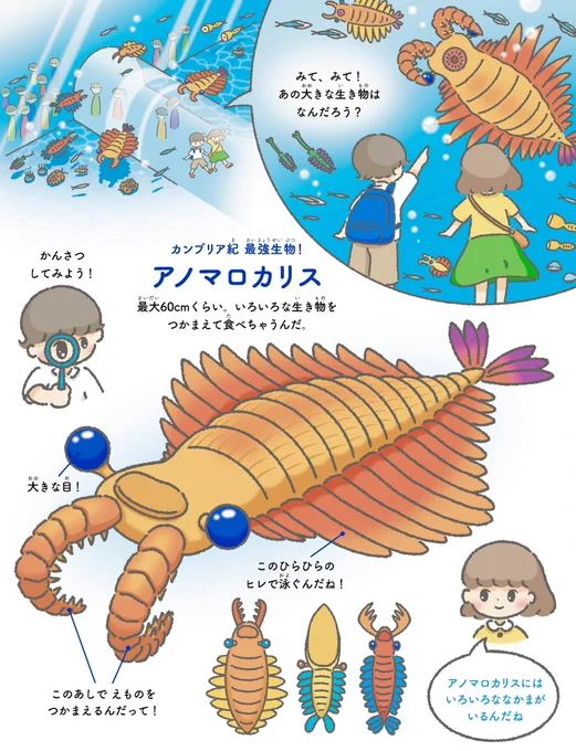 みんな大好きアノマロカリス🫧 