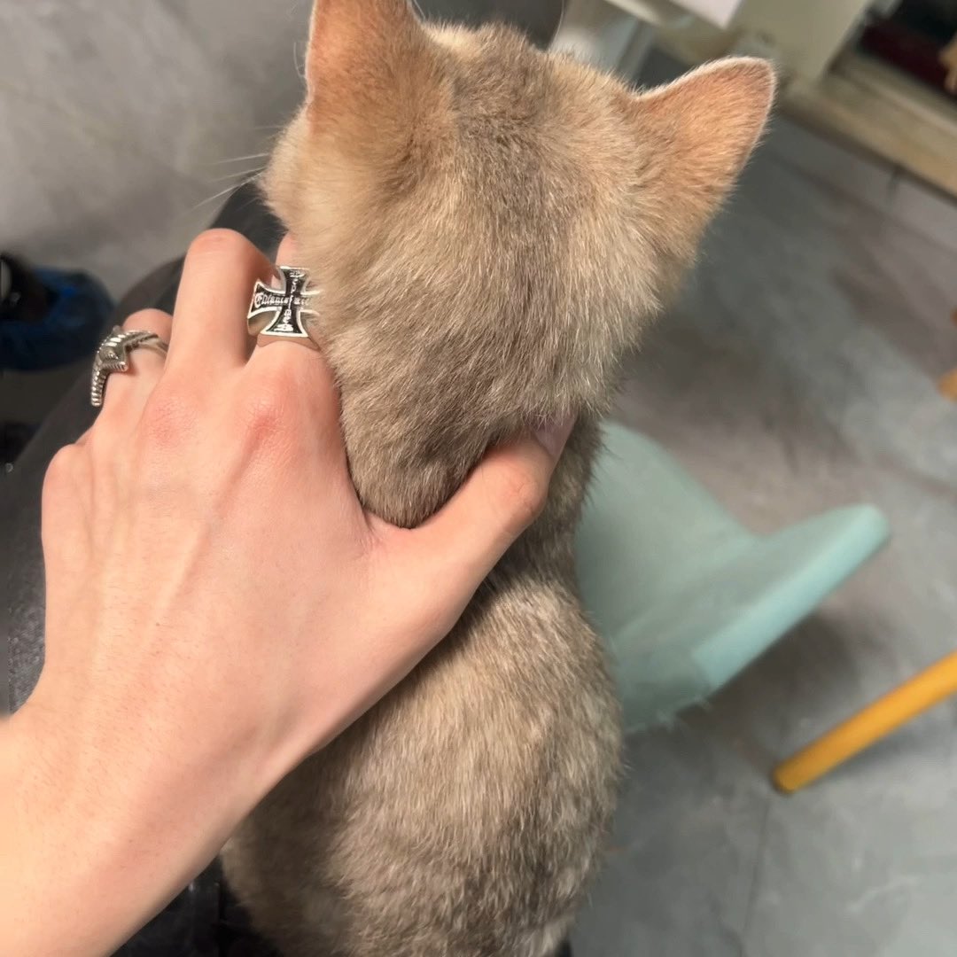 IIIIIlllllTvT's tweet photo. ฅ^⦁⩊⦁^ฅ ੭ https://t.co/utzGzeFuX0
