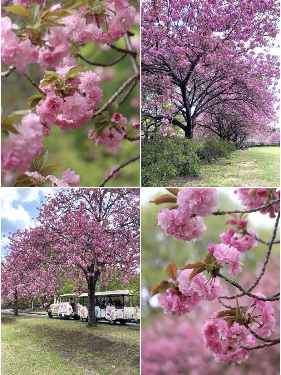 こんばんは✨ 昨日お昼休み 天平の丘公園にて🌳 🌸見頃を迎えた八重桜🌸 今日も一日お疲れ様でした☪️ #photography #TLを桜でいっぱいにしよう