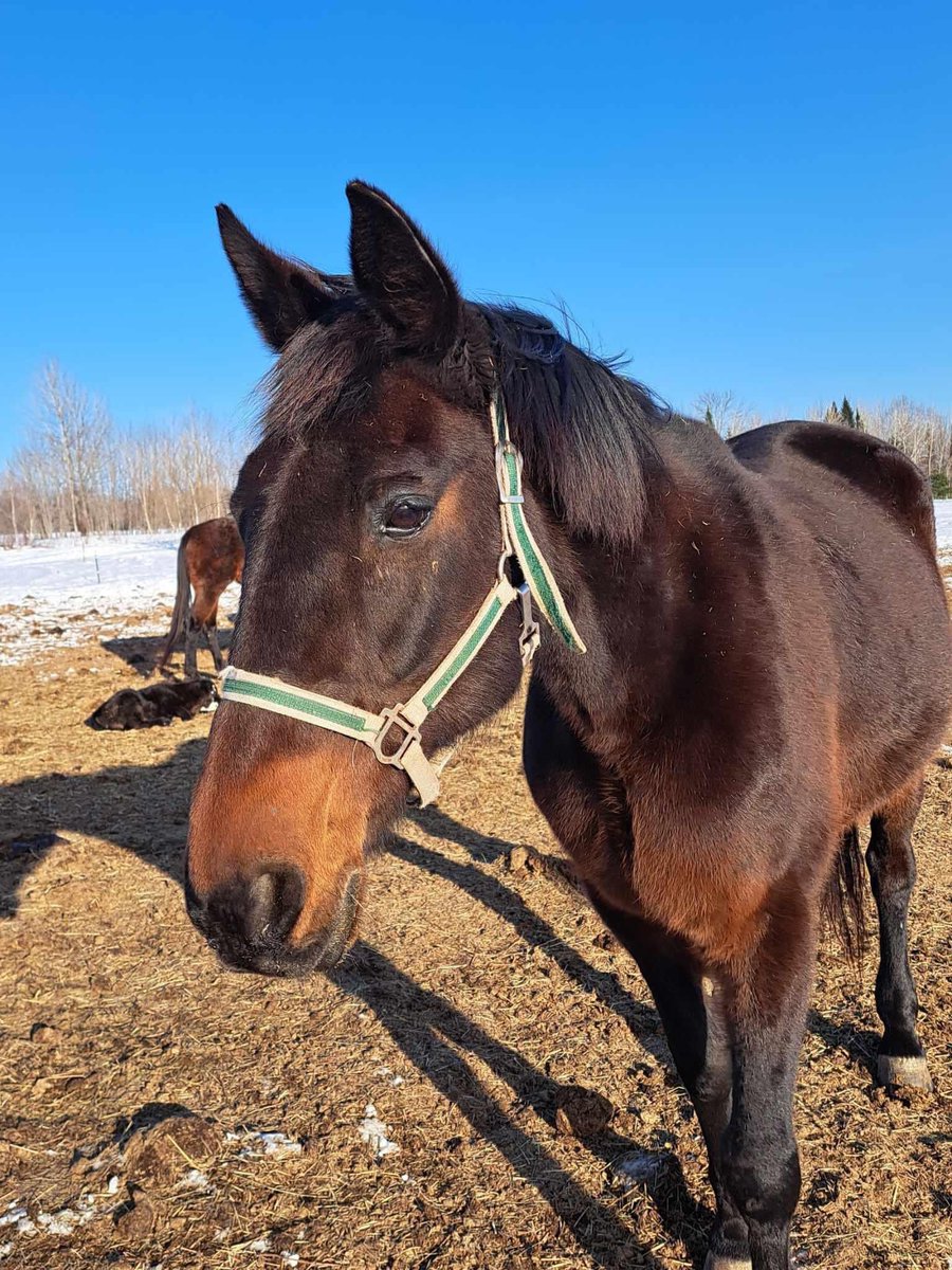 EZE OZZIE has found his forever home with one of our other foster homes 🥰🥰🥰 This sweet 20 year old standardbred saved with the help of our amazing supporters gets his new start at life! Happy trails buddy