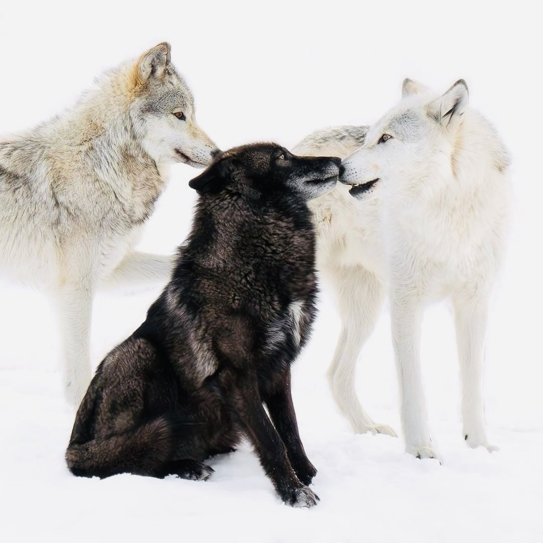 “He who passively accepts evil is as much involved in it as he who helps to perpetrate it. He who accepts evil without protesting against it is really cooperating with it.” - MLKJ 
#EndAnimalCruelty #CoExist #ImportantPredators #Justice #RelistWolves #BanSnowmobileHunting @WGFD