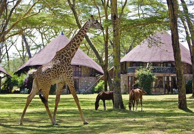 Reverietours's tweet photo. Lake Naivasha Sopa Resort. https://t.co/2i1vx1Ul0c