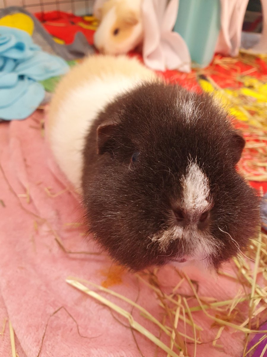 Choco, Button and Penny tweet media