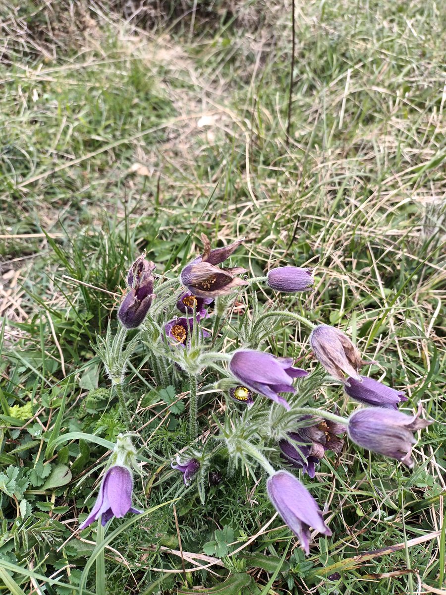 Lovely show of Pasqueflowers on the chalk grassland of the Chilterns in south Beds this week
#pasqueflower #UKwildlife