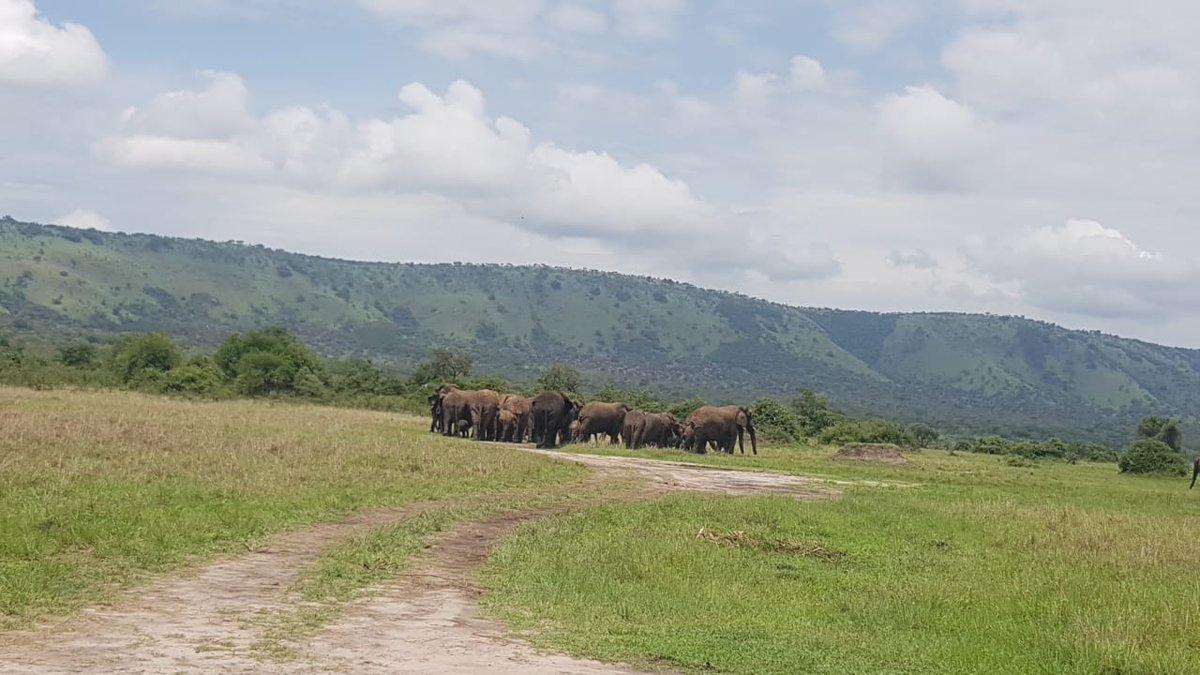 What a beautiful #morning 🌄 within #AkageraNationalPark! Let the #gamedrive #adventure starts now. #HappeningNow

Drop us ur inquiry to see the #big5.

📩usalamatours@gmail.com

#visitrwanda #SummerVibes #Fly #Travel #USA #Kigali #fun #TravelTheWorld #Africa #WildlifeWednesday