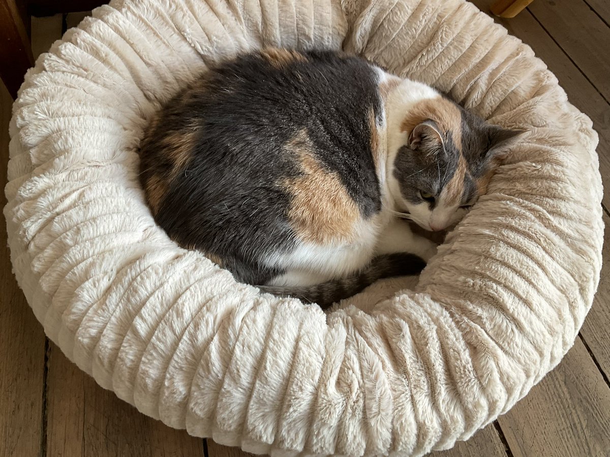 Mirah is keeping an eye on me from the comfort of her cat bed 😺🌸