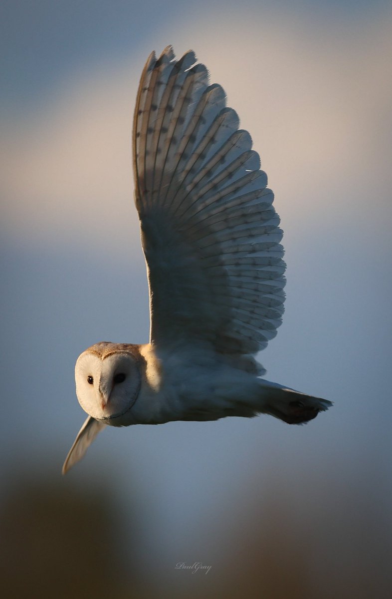 I think he waved at me! #barnowl #preston #LANCASHIRE st walburges