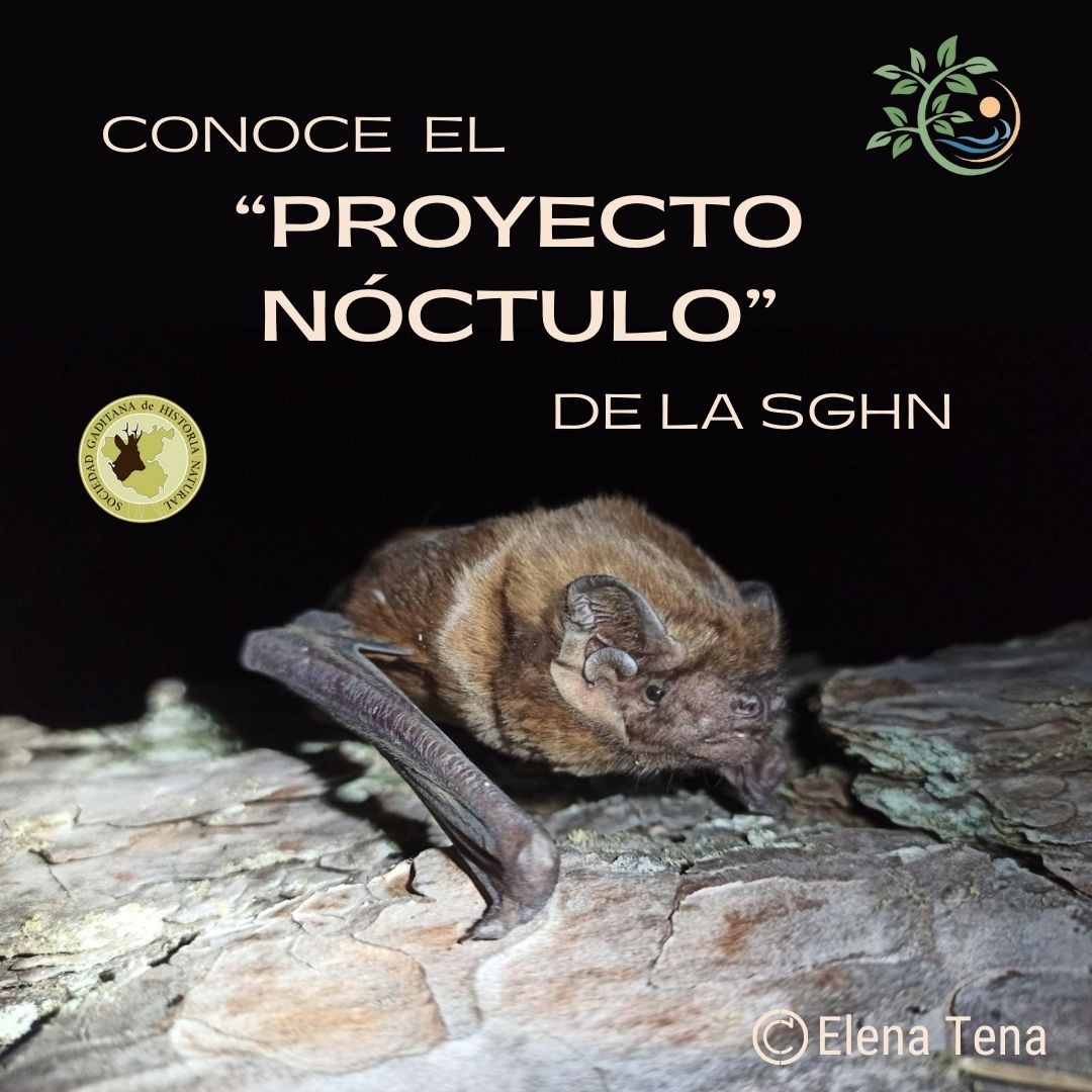 Hoy es el #DiaMundialdelosMurciélagos, y aprovechamos para presentar el Proyecto Nóctulo de la @sghnatural, enfocado en conservar al nóctulo mayor (Nyctalus lasiopterus), ¡el murciélago más grande de Europa! 🦇 🧵(1/4)