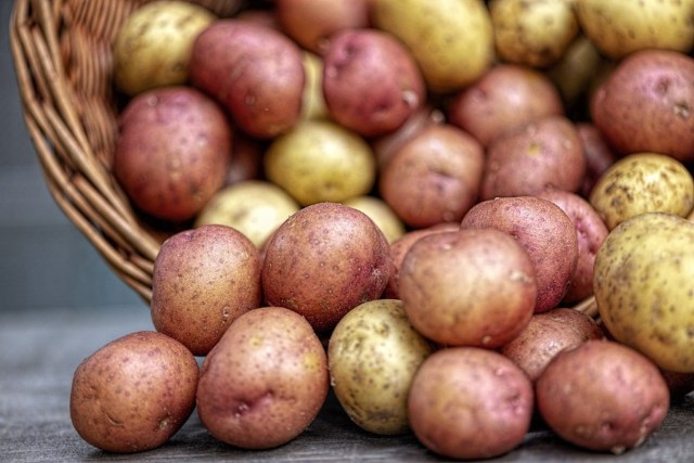 Update on how you are going to starve. First up - it's good to read the industry press - Potato News Today @potatonewstoday - no less. And/or ask a farmer like myself. So, here's the deal with spuds: When it rains too much in the spring you can't plant them (what's…