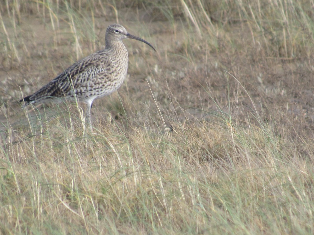 Plaudits to @NELCouncil for highlighting World Curlew Day on April 21. The species is in global decline but many spend autumn and winter on muddy feeding sites around Cleethorpes, Grimsby & Immingham. nelincs.gov.uk/wade-into-worl…