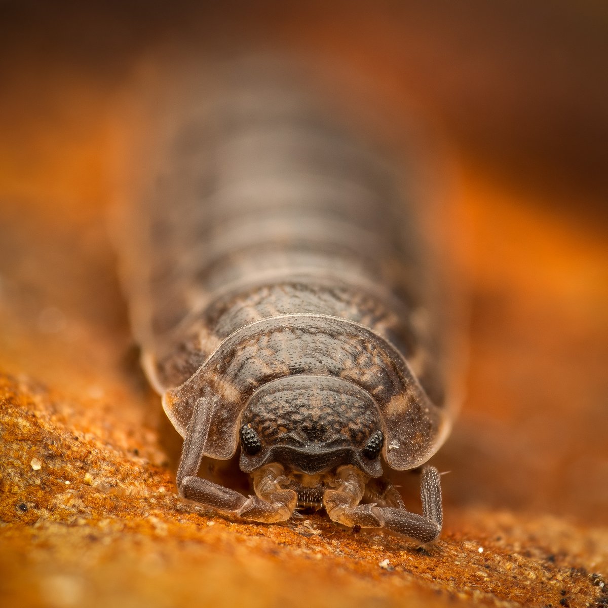 Micael Widell tweet media