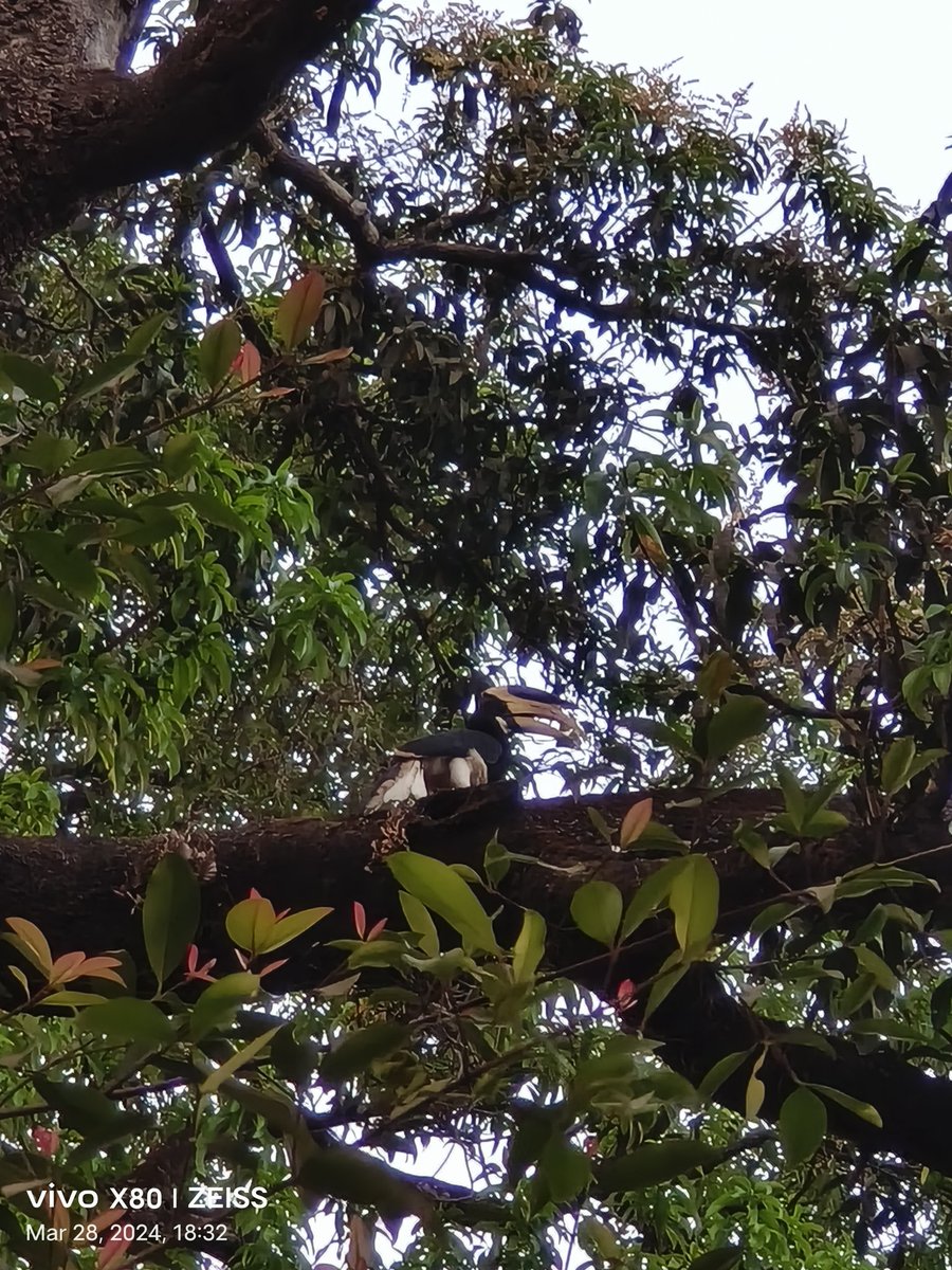 ओंकार tweet media