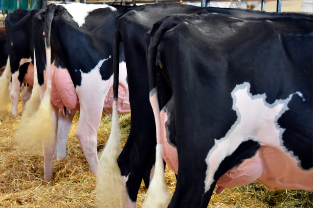 VayaVaca (@vayavacacom) on Twitter photo 🐄El uso de pisos de goma en lugar de cemento reduce la presencia de patógenos ambientales de mastitis y mejora la calidad de leche blog.especialistasennovillas.es/posts/como-los… vía <a href="/enNovillasEsp/">Especialistanovillas</a> 🐄El uso de pisos de goma en lugar de cemento reduce la presencia de patógenos ambientales de mastitis y mejora la calidad de leche blog.especialistasennovillas.es/posts/como-los… vía <a href="/enNovillasEsp/">Especialistanovillas</a>