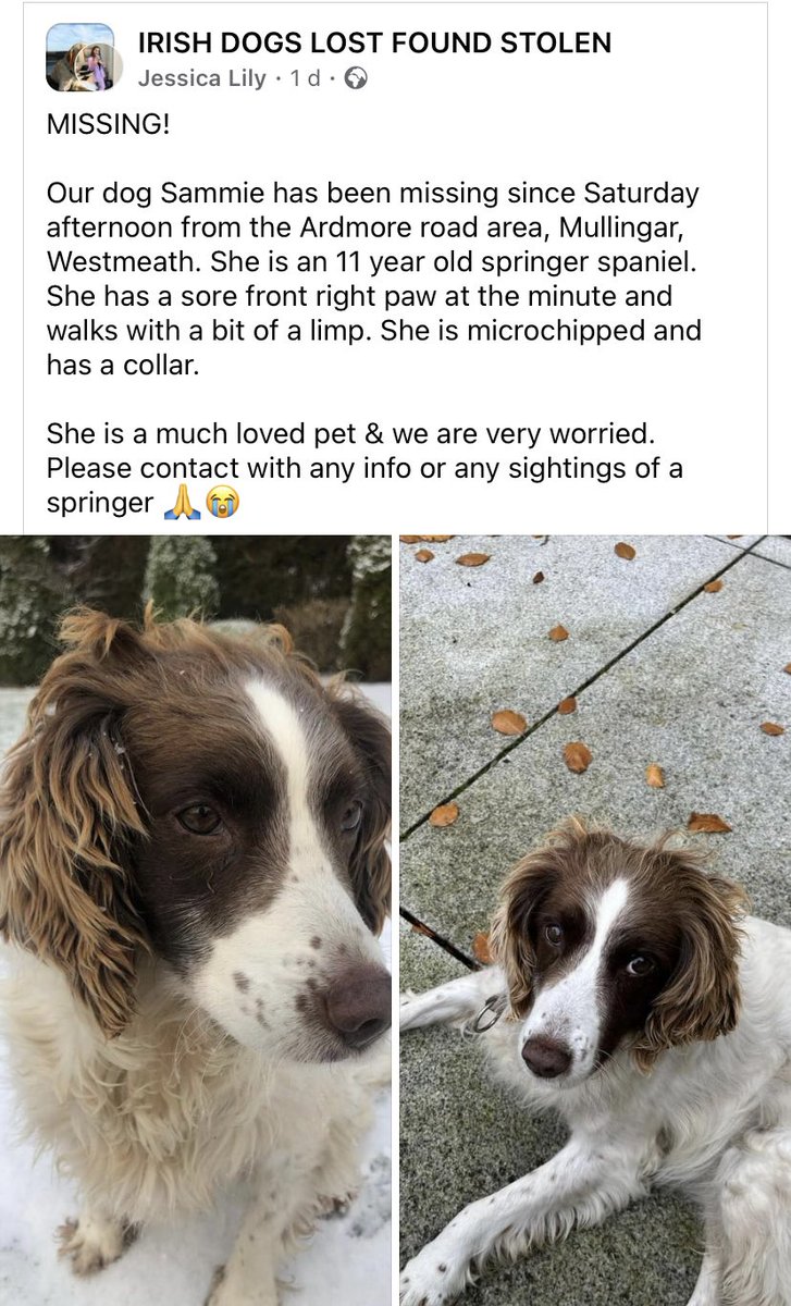 @mullingar_rfc @mullingarartsc @Mullingar_CC @StLomansGAAClub @mullingargc @mullingarpark @mullingarheifs @MullingarHAC 

#SpanielHour 
PLEASE RT - HAVE YOU SEEN A LONE SPANIEL IN YOUR AREA? Ty 

@JacquiSaid @thedogfinder @MissingPetsGB