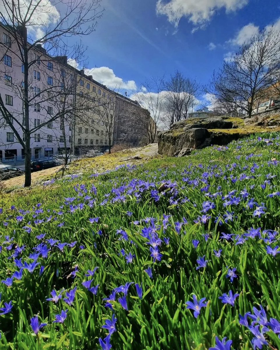 Spring has sprung in #Helsinki! 🌱😊 This is the season of new beginnings. #visithelsinki #finland 📍 Kallio, Helsinki 📷 juhakristiano (IG)