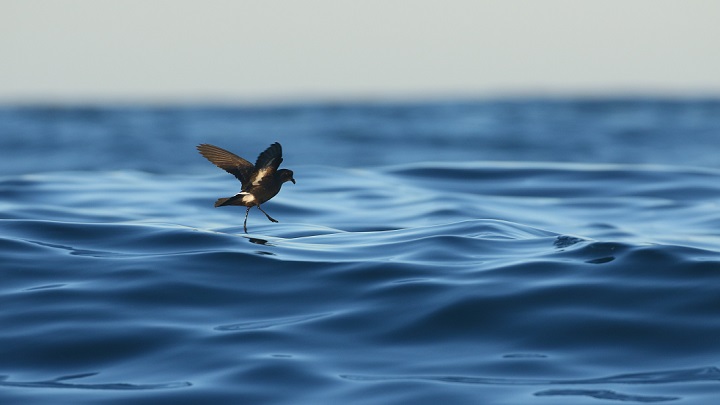 🗞️#NoticiaIRBio L'Ecologia espacial global i la conservació de les aus marines més petites i esquives del món, els ocells de tempesta. 🐦🌪️ub.edu/irbio/seaghost…🧵👇