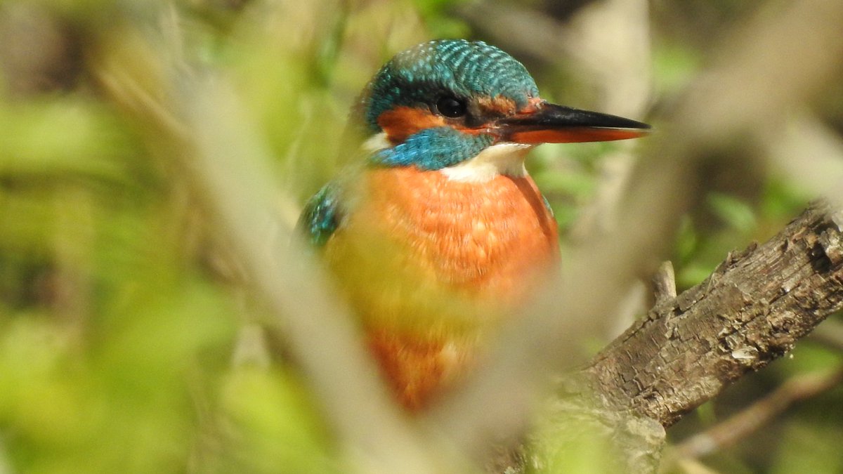 Hiding With all the foliage on trees and bushes coming out, it is harder to spot the kingfishers, but did eventually find this female @E17Wetlands. #LondonBirds #BirdsSeenIn2024 #nature #wildlife #kingfisher #kingfishers @WildLondon @Natures_Voice #sensesofspring…